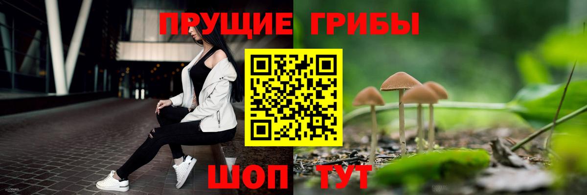купить наркотик  Псилоцибиновые грибы Psilocybe  Вход с VPN  Тайшет 